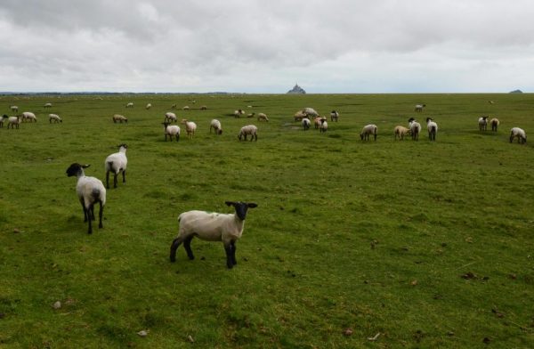 mont saint michel